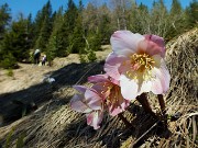 Anello sul Monte Scanapà, balcone panoramico verso la Regina delle Orobie, il 23 aprile 2014 - FOTOGALLERY